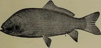 An illustration from American food and game fishes : A popular account of all the species found in America north of the equator / with keys for ready identification, life histories and methods of capture, by David Starr Jordan and Barton Warren Evermann, illustrated with colored plates and text drawings, and with photographs from life by A. Radclyffe Dugmore. (1902)