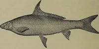 Picture 30 of 322 from American food and game fishes : A popular account of all the species found in America north of the equator / with keys for ready identification, life histories and methods of capture, by David Starr Jordan and Barton Warren Evermann, illustrated with colored plates and text drawings, and with photographs from life by A. Radclyffe Dugmore. (1902), leaf 106