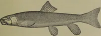Picture 31 of 322 from American food and game fishes : A popular account of all the species found in America north of the equator / with keys for ready identification, life histories and methods of capture, by David Starr Jordan and Barton Warren Evermann, illustrated with colored plates and text drawings, and with photographs from life by A. Radclyffe Dugmore. (1902), leaf 107