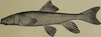 An illustration from American food and game fishes : A popular account of all the species found in America north of the equator / with keys for ready identification, life histories and methods of capture, by David Starr Jordan and Barton Warren Evermann, illustrated with colored plates and text drawings, and with photographs from life by A. Radclyffe Dugmore. (1902)