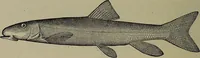 An illustration from American food and game fishes : A popular account of all the species found in America north of the equator / with keys for ready identification, life histories and methods of capture, by David Starr Jordan and Barton Warren Evermann, illustrated with colored plates and text drawings, and with photographs from life by A. Radclyffe Dugmore. (1902)
