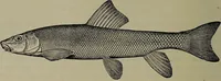 Picture 34 of 322 from American food and game fishes : A popular account of all the species found in America north of the equator / with keys for ready identification, life histories and methods of capture, by David Starr Jordan and Barton Warren Evermann, illustrated with colored plates and text drawings, and with photographs from life by A. Radclyffe Dugmore. (1902), leaf 112