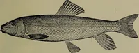 Picture 35 of 322 from American food and game fishes : A popular account of all the species found in America north of the equator / with keys for ready identification, life histories and methods of capture, by David Starr Jordan and Barton Warren Evermann, illustrated with colored plates and text drawings, and with photographs from life by A. Radclyffe Dugmore. (1902), leaf 113
