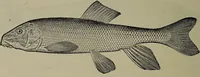 Picture 36 of 322 from American food and game fishes : A popular account of all the species found in America north of the equator / with keys for ready identification, life histories and methods of capture, by David Starr Jordan and Barton Warren Evermann, illustrated with colored plates and text drawings, and with photographs from life by A. Radclyffe Dugmore. (1902), leaf 114