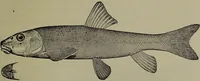 Picture 37 of 322 from American food and game fishes : A popular account of all the species found in America north of the equator / with keys for ready identification, life histories and methods of capture, by David Starr Jordan and Barton Warren Evermann, illustrated with colored plates and text drawings, and with photographs from life by A. Radclyffe Dugmore. (1902), leaf 115