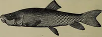 Picture 38 of 322 from American food and game fishes : A popular account of all the species found in America north of the equator / with keys for ready identification, life histories and methods of capture, by David Starr Jordan and Barton Warren Evermann, illustrated with colored plates and text drawings, and with photographs from life by A. Radclyffe Dugmore. (1902), leaf 116