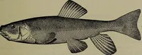 Picture 39 of 322 from American food and game fishes : A popular account of all the species found in America north of the equator / with keys for ready identification, life histories and methods of capture, by David Starr Jordan and Barton Warren Evermann, illustrated with colored plates and text drawings, and with photographs from life by A. Radclyffe Dugmore. (1902), leaf 117