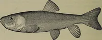 Picture 40 of 322 from American food and game fishes : A popular account of all the species found in America north of the equator / with keys for ready identification, life histories and methods of capture, by David Starr Jordan and Barton Warren Evermann, illustrated with colored plates and text drawings, and with photographs from life by A. Radclyffe Dugmore. (1902), leaf 118