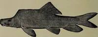 An illustration from American food and game fishes : A popular account of all the species found in America north of the equator / with keys for ready identification, life histories and methods of capture, by David Starr Jordan and Barton Warren Evermann, illustrated with colored plates and text drawings, and with photographs from life by A. Radclyffe Dugmore. (1902)