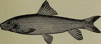 Picture 43 of 322 from American food and game fishes : A popular account of all the species found in America north of the equator / with keys for ready identification, life histories and methods of capture, by David Starr Jordan and Barton Warren Evermann, illustrated with colored plates and text drawings, and with photographs from life by A. Radclyffe Dugmore. (1902), leaf 121