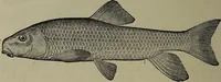Picture 44 of 322 from American food and game fishes : A popular account of all the species found in America north of the equator / with keys for ready identification, life histories and methods of capture, by David Starr Jordan and Barton Warren Evermann, illustrated with colored plates and text drawings, and with photographs from life by A. Radclyffe Dugmore. (1902), leaf 122