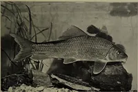Picture 45 of 322 from American food and game fishes : A popular account of all the species found in America north of the equator / with keys for ready identification, life histories and methods of capture, by David Starr Jordan and Barton Warren Evermann, illustrated with colored plates and text drawings, and with photographs from life by A. Radclyffe Dugmore. (1902), leaf 123