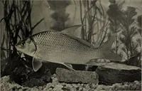 Picture 46 of 322 from American food and game fishes : A popular account of all the species found in America north of the equator / with keys for ready identification, life histories and methods of capture, by David Starr Jordan and Barton Warren Evermann, illustrated with colored plates and text drawings, and with photographs from life by A. Radclyffe Dugmore. (1902), leaf 123