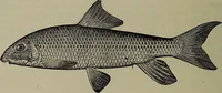 Picture 47 of 322 from American food and game fishes : A popular account of all the species found in America north of the equator / with keys for ready identification, life histories and methods of capture, by David Starr Jordan and Barton Warren Evermann, illustrated with colored plates and text drawings, and with photographs from life by A. Radclyffe Dugmore. (1902), leaf 130
