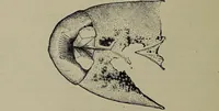 An illustration from American food and game fishes : A popular account of all the species found in America north of the equator / with keys for ready identification, life histories and methods of capture, by David Starr Jordan and Barton Warren Evermann, illustrated with colored plates and text drawings, and with photographs from life by A. Radclyffe Dugmore. (1902)