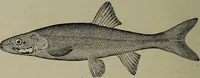 An illustration from American food and game fishes : A popular account of all the species found in America north of the equator / with keys for ready identification, life histories and methods of capture, by David Starr Jordan and Barton Warren Evermann, illustrated with colored plates and text drawings, and with photographs from life by A. Radclyffe Dugmore. (1902)