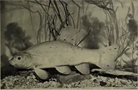 Picture 50 of 322 from American food and game fishes : A popular account of all the species found in America north of the equator / with keys for ready identification, life histories and methods of capture, by David Starr Jordan and Barton Warren Evermann, illustrated with colored plates and text drawings, and with photographs from life by A. Radclyffe Dugmore. (1902), leaf 133
