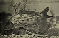 Picture 51 of 322 from American food and game fishes : A popular account of all the species found in America north of the equator / with keys for ready identification, life histories and methods of capture, by David Starr Jordan and Barton Warren Evermann, illustrated with colored plates and text drawings, and with photographs from life by A. Radclyffe Dugmore. (1902), leaf 133