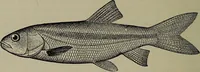 Picture 52 of 322 from American food and game fishes : A popular account of all the species found in America north of the equator / with keys for ready identification, life histories and methods of capture, by David Starr Jordan and Barton Warren Evermann, illustrated with colored plates and text drawings, and with photographs from life by A. Radclyffe Dugmore. (1902), leaf 136