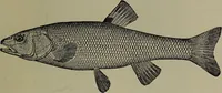 Picture 53 of 322 from American food and game fishes : A popular account of all the species found in America north of the equator / with keys for ready identification, life histories and methods of capture, by David Starr Jordan and Barton Warren Evermann, illustrated with colored plates and text drawings, and with photographs from life by A. Radclyffe Dugmore. (1902), leaf 141