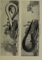 An illustration from American food and game fishes : A popular account of all the species found in America north of the equator / with keys for ready identification, life histories and methods of capture, by David Starr Jordan and Barton Warren Evermann, illustrated with colored plates and text drawings, and with photographs from life by A. Radclyffe Dugmore. (1902)