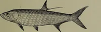 An illustration from American food and game fishes : A popular account of all the species found in America north of the equator / with keys for ready identification, life histories and methods of capture, by David Starr Jordan and Barton Warren Evermann, illustrated with colored plates and text drawings, and with photographs from life by A. Radclyffe Dugmore. (1902)