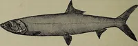 An illustration from American food and game fishes : A popular account of all the species found in America north of the equator / with keys for ready identification, life histories and methods of capture, by David Starr Jordan and Barton Warren Evermann, illustrated with colored plates and text drawings, and with photographs from life by A. Radclyffe Dugmore. (1902)