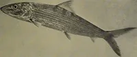 An illustration from American food and game fishes : A popular account of all the species found in America north of the equator / with keys for ready identification, life histories and methods of capture, by David Starr Jordan and Barton Warren Evermann, illustrated with colored plates and text drawings, and with photographs from life by A. Radclyffe Dugmore. (1902)