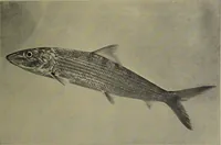 Picture 59 of 322 from American food and game fishes : A popular account of all the species found in America north of the equator / with keys for ready identification, life histories and methods of capture, by David Starr Jordan and Barton Warren Evermann, illustrated with colored plates and text drawings, and with photographs from life by A. Radclyffe Dugmore. (1902), leaf 157
