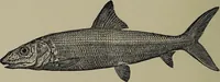 Picture 60 of 322 from American food and game fishes : A popular account of all the species found in America north of the equator / with keys for ready identification, life histories and methods of capture, by David Starr Jordan and Barton Warren Evermann, illustrated with colored plates and text drawings, and with photographs from life by A. Radclyffe Dugmore. (1902), leaf 160
