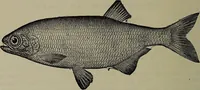 Picture 61 of 322 from American food and game fishes : A popular account of all the species found in America north of the equator / with keys for ready identification, life histories and methods of capture, by David Starr Jordan and Barton Warren Evermann, illustrated with colored plates and text drawings, and with photographs from life by A. Radclyffe Dugmore. (1902), leaf 164