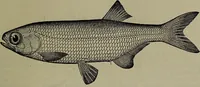 Picture 62 of 322 from American food and game fishes : A popular account of all the species found in America north of the equator / with keys for ready identification, life histories and methods of capture, by David Starr Jordan and Barton Warren Evermann, illustrated with colored plates and text drawings, and with photographs from life by A. Radclyffe Dugmore. (1902), leaf 165