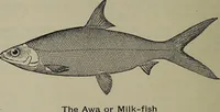 Picture 63 of 322 from American food and game fishes : A popular account of all the species found in America north of the equator / with keys for ready identification, life histories and methods of capture, by David Starr Jordan and Barton Warren Evermann, illustrated with colored plates and text drawings, and with photographs from life by A. Radclyffe Dugmore. (1902), leaf 166