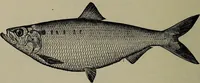 Picture 65 of 322 from American food and game fishes : A popular account of all the species found in America north of the equator / with keys for ready identification, life histories and methods of capture, by David Starr Jordan and Barton Warren Evermann, illustrated with colored plates and text drawings, and with photographs from life by A. Radclyffe Dugmore. (1902), leaf 174