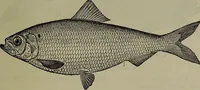 An illustration from American food and game fishes : A popular account of all the species found in America north of the equator / with keys for ready identification, life histories and methods of capture, by David Starr Jordan and Barton Warren Evermann, illustrated with colored plates and text drawings, and with photographs from life by A. Radclyffe Dugmore. (1902)
