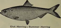 Picture 67 of 322 from American food and game fishes : A popular account of all the species found in America north of the equator / with keys for ready identification, life histories and methods of capture, by David Starr Jordan and Barton Warren Evermann, illustrated with colored plates and text drawings, and with photographs from life by A. Radclyffe Dugmore. (1902), leaf 176