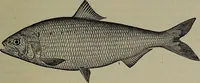 An illustration from American food and game fishes : A popular account of all the species found in America north of the equator / with keys for ready identification, life histories and methods of capture, by David Starr Jordan and Barton Warren Evermann, illustrated with colored plates and text drawings, and with photographs from life by A. Radclyffe Dugmore. (1902)