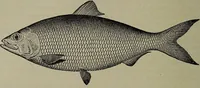 Picture 69 of 322 from American food and game fishes : A popular account of all the species found in America north of the equator / with keys for ready identification, life histories and methods of capture, by David Starr Jordan and Barton Warren Evermann, illustrated with colored plates and text drawings, and with photographs from life by A. Radclyffe Dugmore. (1902), leaf 180