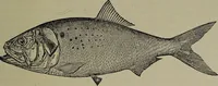 Picture 70 of 322 from American food and game fishes : A popular account of all the species found in America north of the equator / with keys for ready identification, life histories and methods of capture, by David Starr Jordan and Barton Warren Evermann, illustrated with colored plates and text drawings, and with photographs from life by A. Radclyffe Dugmore. (1902), leaf 181