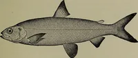 An illustration from American food and game fishes : A popular account of all the species found in America north of the equator / with keys for ready identification, life histories and methods of capture, by David Starr Jordan and Barton Warren Evermann, illustrated with colored plates and text drawings, and with photographs from life by A. Radclyffe Dugmore. (1902)
