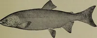 An illustration from American food and game fishes : A popular account of all the species found in America north of the equator / with keys for ready identification, life histories and methods of capture, by David Starr Jordan and Barton Warren Evermann, illustrated with colored plates and text drawings, and with photographs from life by A. Radclyffe Dugmore. (1902)
