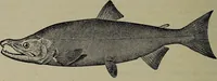 Picture 75 of 322 from American food and game fishes : A popular account of all the species found in America north of the equator / with keys for ready identification, life histories and methods of capture, by David Starr Jordan and Barton Warren Evermann, illustrated with colored plates and text drawings, and with photographs from life by A. Radclyffe Dugmore. (1902), leaf 232