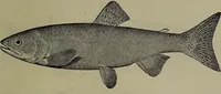 An illustration from American food and game fishes : A popular account of all the species found in America north of the equator / with keys for ready identification, life histories and methods of capture, by David Starr Jordan and Barton Warren Evermann, illustrated with colored plates and text drawings, and with photographs from life by A. Radclyffe Dugmore. (1902)
