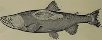 Picture 77 of 322 from American food and game fishes : A popular account of all the species found in America north of the equator / with keys for ready identification, life histories and methods of capture, by David Starr Jordan and Barton Warren Evermann, illustrated with colored plates and text drawings, and with photographs from life by A. Radclyffe Dugmore. (1902), leaf 234