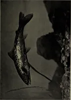Picture 78 of 322 from American food and game fishes : A popular account of all the species found in America north of the equator / with keys for ready identification, life histories and methods of capture, by David Starr Jordan and Barton Warren Evermann, illustrated with colored plates and text drawings, and with photographs from life by A. Radclyffe Dugmore. (1902), leaf 241
