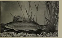 Picture 81 of 322 from American food and game fishes : A popular account of all the species found in America north of the equator / with keys for ready identification, life histories and methods of capture, by David Starr Jordan and Barton Warren Evermann, illustrated with colored plates and text drawings, and with photographs from life by A. Radclyffe Dugmore. (1902), leaf 257