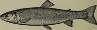 Picture 82 of 322 from American food and game fishes : A popular account of all the species found in America north of the equator / with keys for ready identification, life histories and methods of capture, by David Starr Jordan and Barton Warren Evermann, illustrated with colored plates and text drawings, and with photographs from life by A. Radclyffe Dugmore. (1902), leaf 262