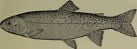 Picture 83 of 322 from American food and game fishes : A popular account of all the species found in America north of the equator / with keys for ready identification, life histories and methods of capture, by David Starr Jordan and Barton Warren Evermann, illustrated with colored plates and text drawings, and with photographs from life by A. Radclyffe Dugmore. (1902), leaf 267