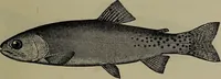 An illustration from American food and game fishes : A popular account of all the species found in America north of the equator / with keys for ready identification, life histories and methods of capture, by David Starr Jordan and Barton Warren Evermann, illustrated with colored plates and text drawings, and with photographs from life by A. Radclyffe Dugmore. (1902)
