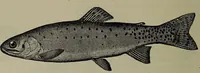 Picture 85 of 322 from American food and game fishes : A popular account of all the species found in America north of the equator / with keys for ready identification, life histories and methods of capture, by David Starr Jordan and Barton Warren Evermann, illustrated with colored plates and text drawings, and with photographs from life by A. Radclyffe Dugmore. (1902), leaf 270
